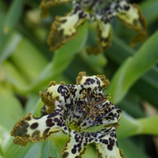 Ferraria variegata